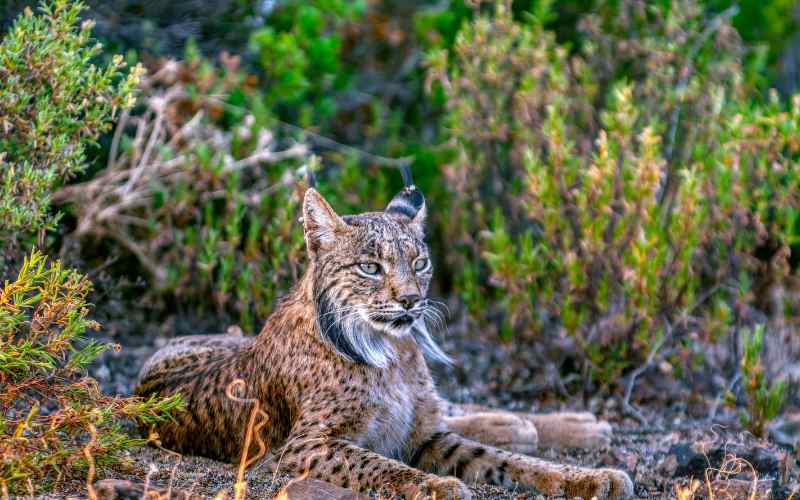 iberischer Luchs