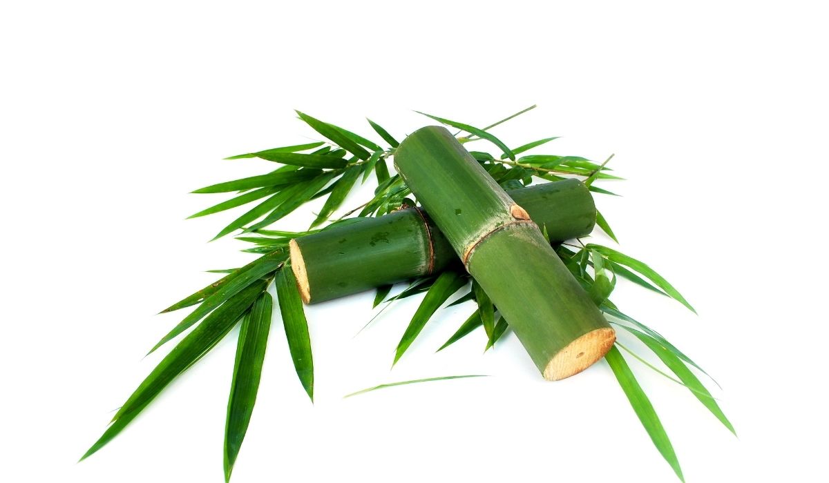 Bambus nachhaltig?