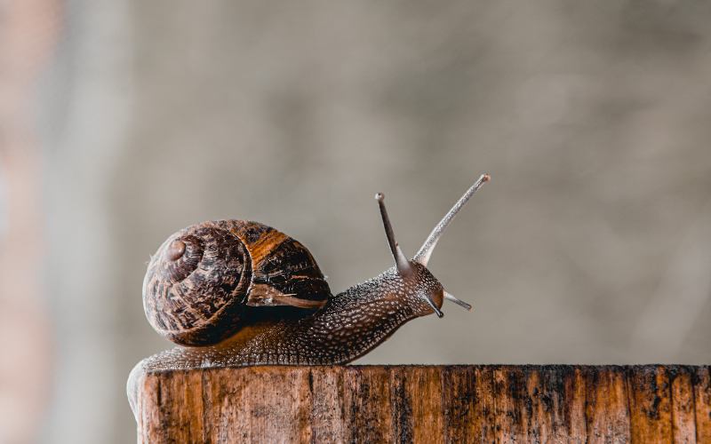 schneckenkorn giftig