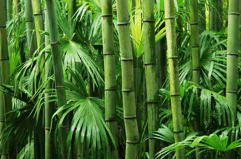 bambusfasern