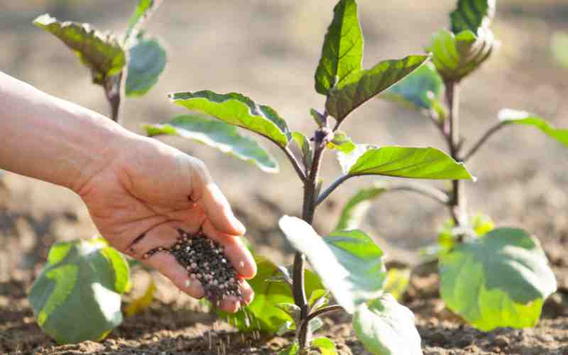 Bioduenger-selber-machen