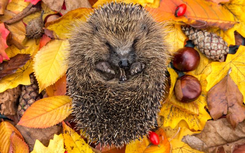 Igel-ueberwintern