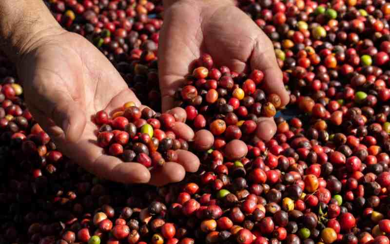 nachhaltiger-Kaffeeanbau