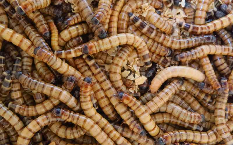 Superwürmer Plastik