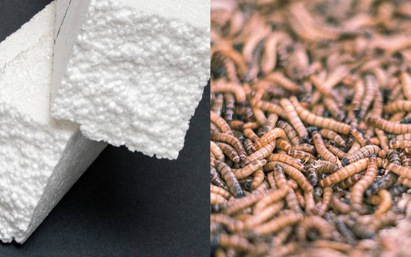 superwürmer styropor