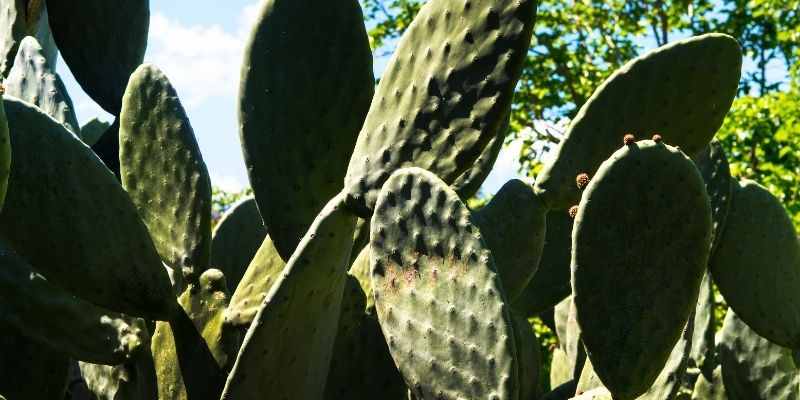 Pflanzlich – aber nicht plastikfrei